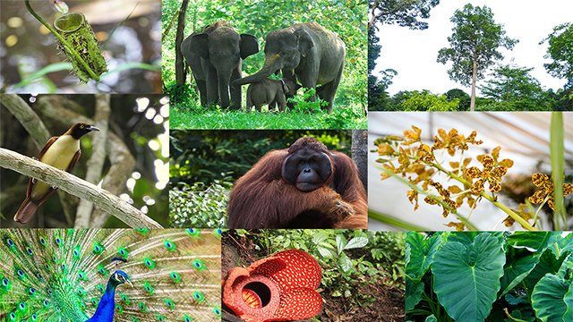 Keanekaragaman Hayati Taman Nasional Indonesia: Warisan Alam yang Tak Tergantikan
