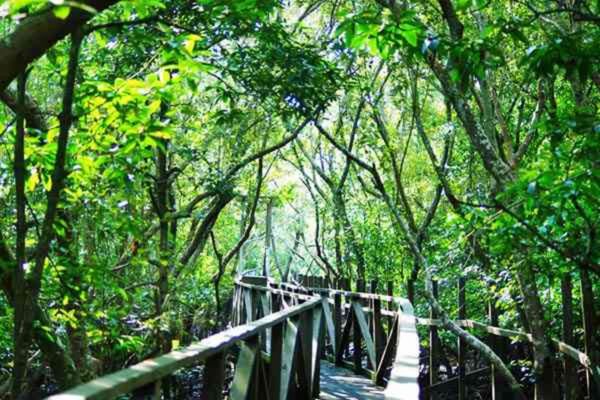 Ekosistem Hutan Mangrove di Taman Nasional Balikpapan, Kalimantan Timur