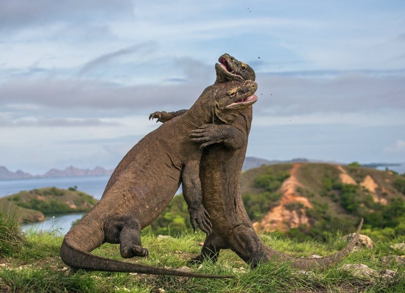 Komodo di Pulau Rinca Nusa Tenggara Timur: Reptil Purba yang Masih Bertahan