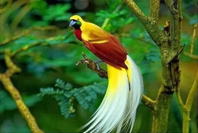 Burung Cenderawasih di Papua Barat: Keindahan Surga dari Timur Indonesia